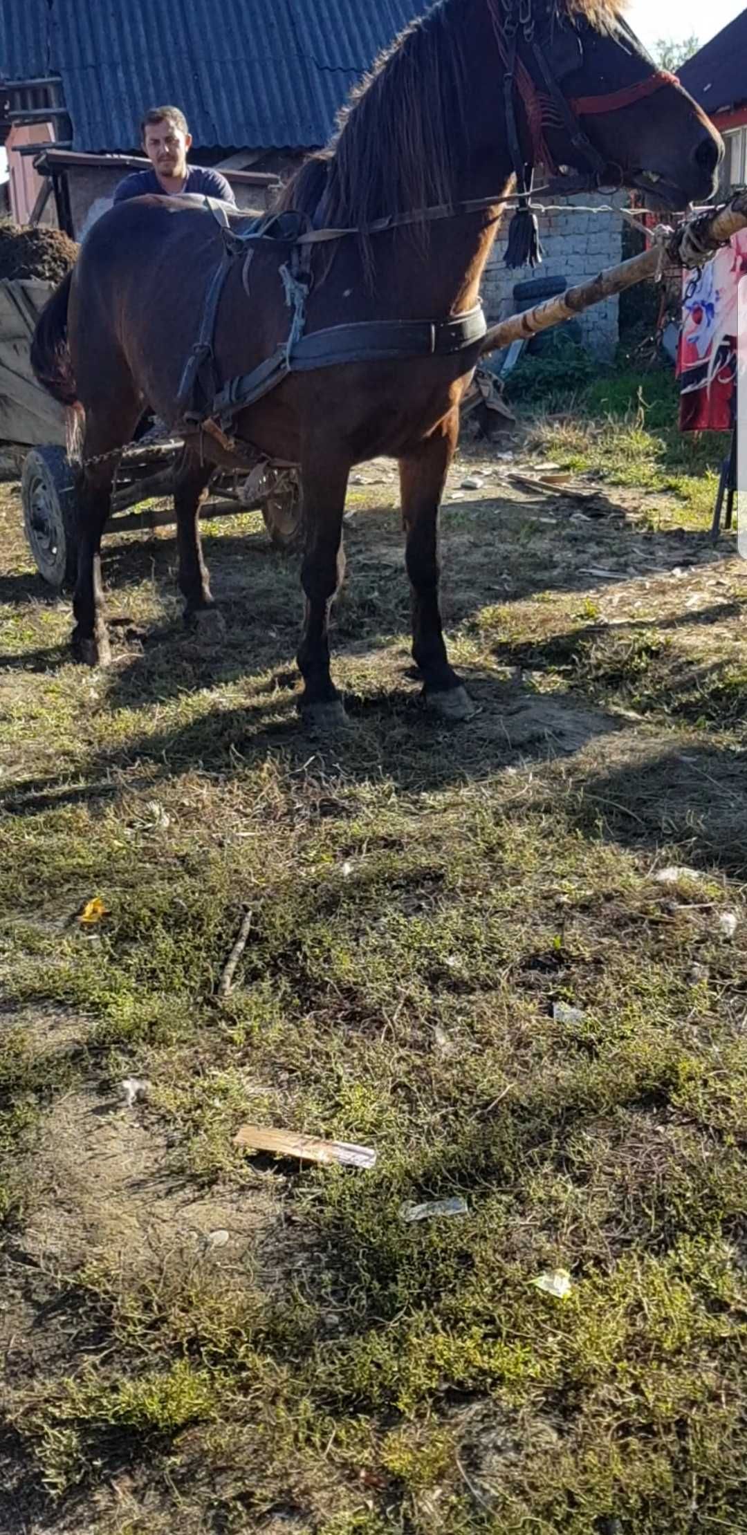 Vand doua iepe una de 7ani si una 12ani garantate schimb cu iapa ghest