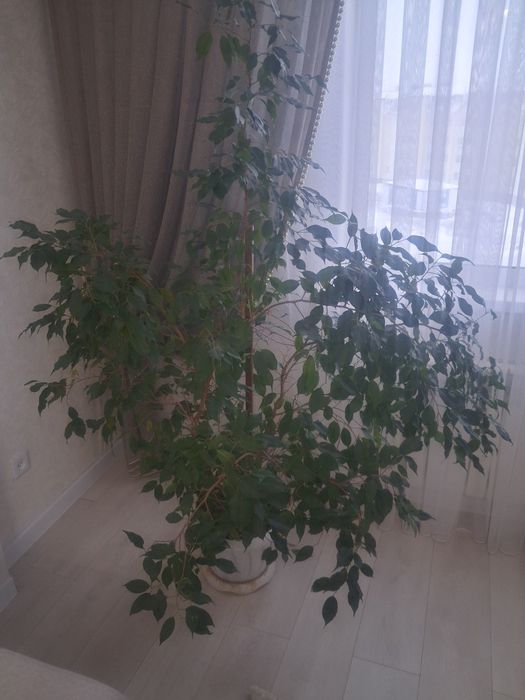 Продам домашний цветы фикус. Высота 2м.