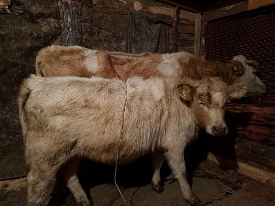 Продам Телку на мяса жирная только садгона