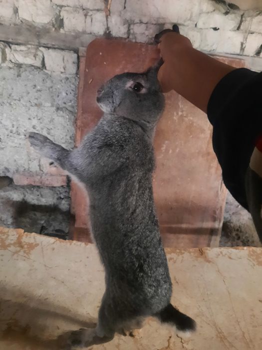 Кролики домашние