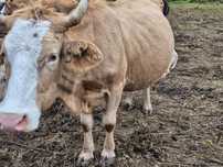 Vand vaca si taur