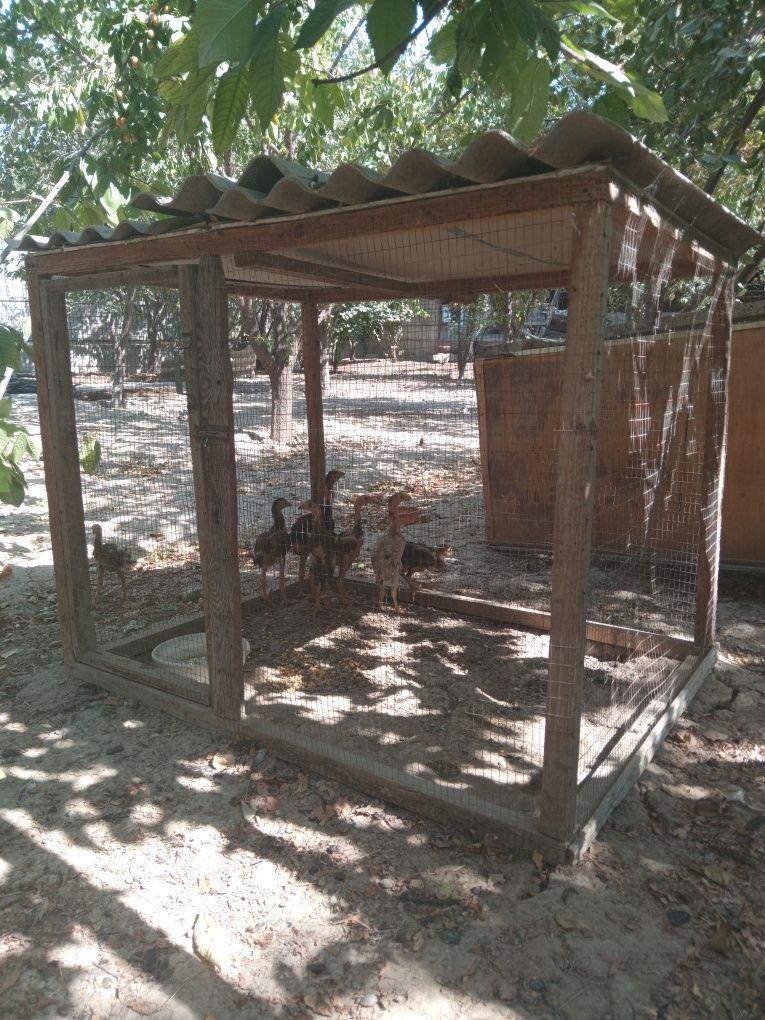Tovuq Katak Sotiladi