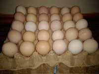 Домашние куриные яйца для инкубатора