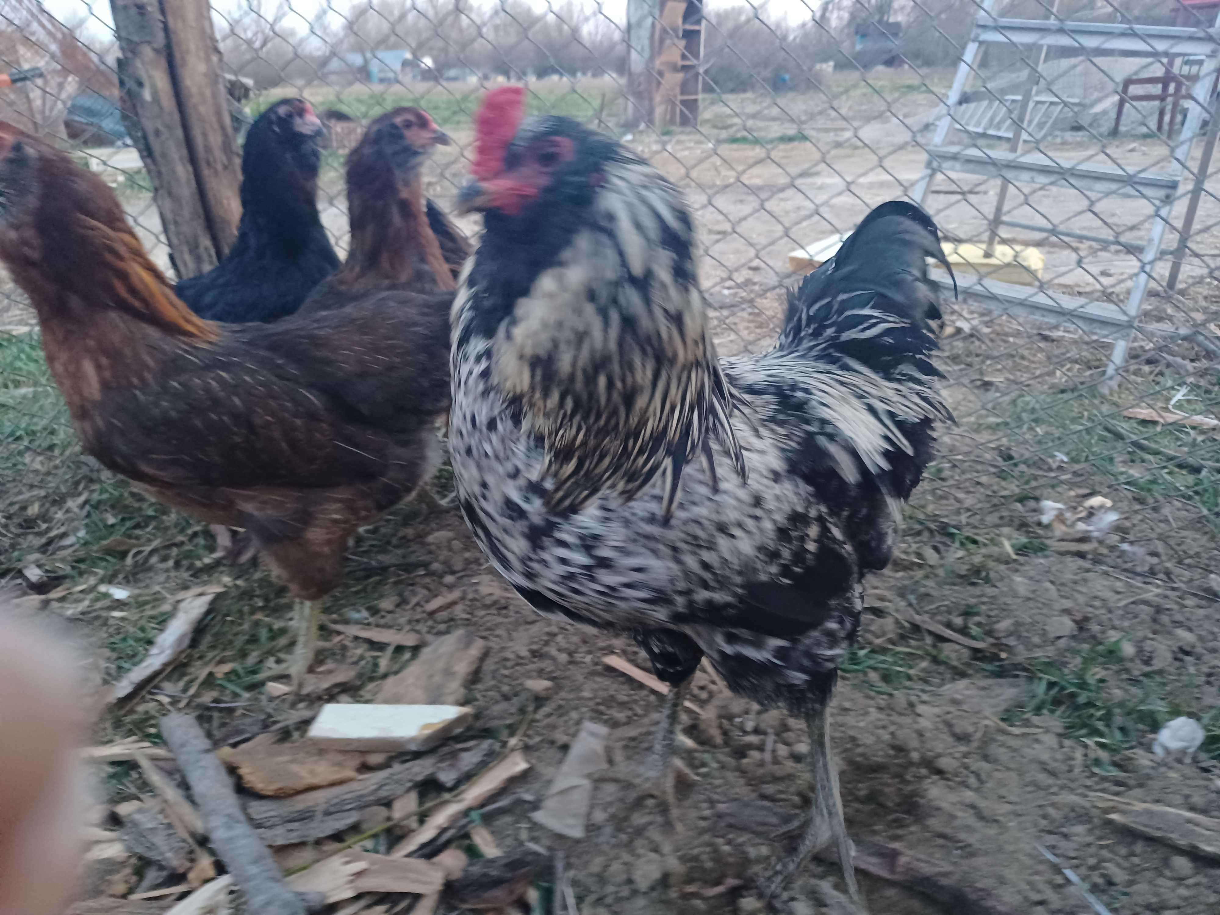 Oua de ameraucana