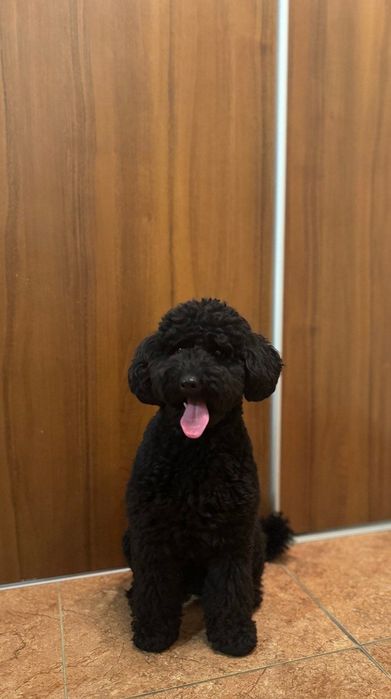 Карликовый пудель  ищет невесту