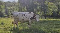 Vacă bălțată românească