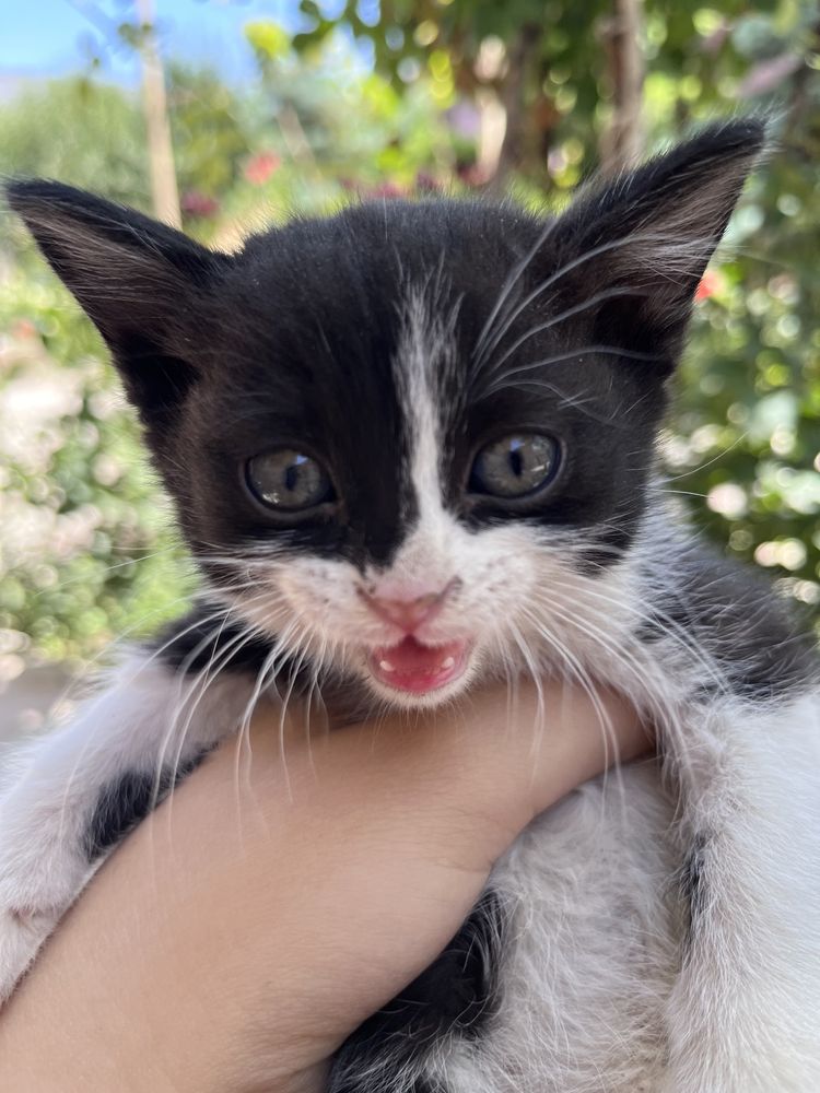 Котят уже забрали)
