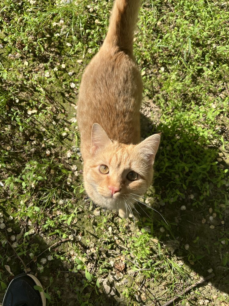 Рыжий котик ищет дом