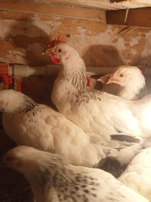 Семейства адлера 12+1