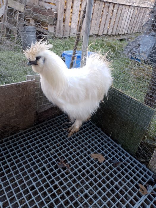 Oferta!Cocosi mătase japoneza!