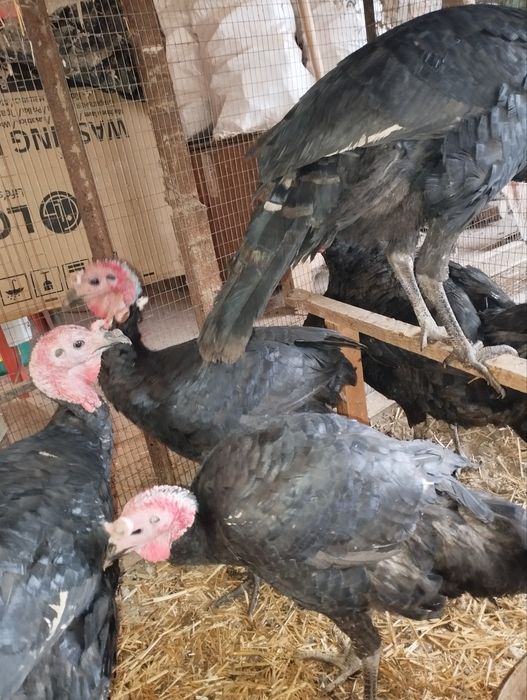 Kurka sotiladi  6 ta erke