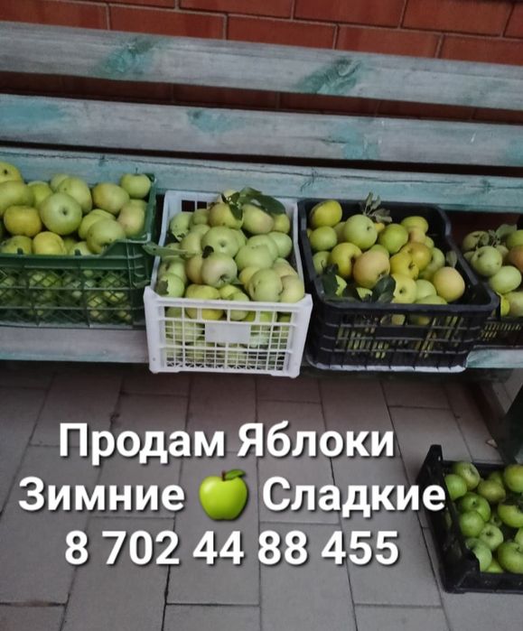 Яблоки сорт зимние продам