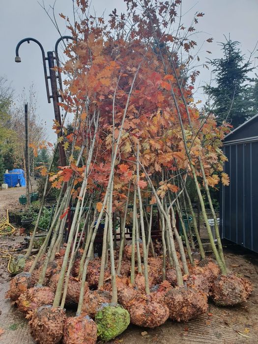 Foioase copaci ornamentali