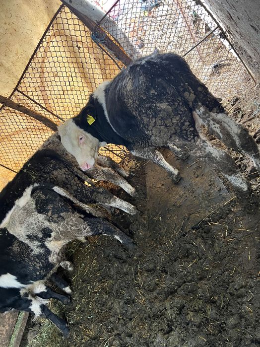 Vând 5 viței rasa holstaine și Angus