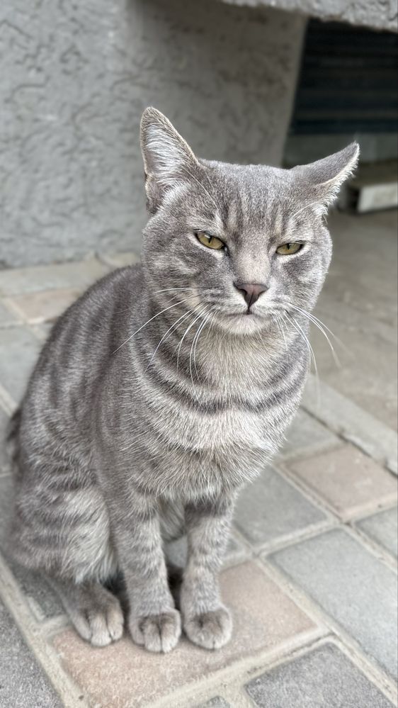 Ласковый кот ищет дом!