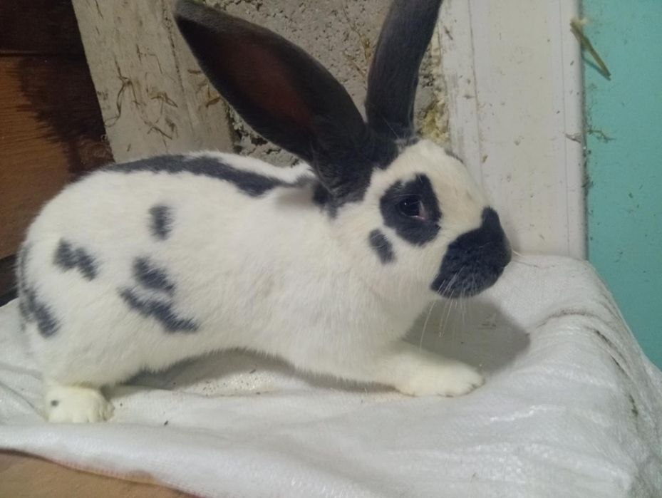 Vând iepuri fluture german și berbec german