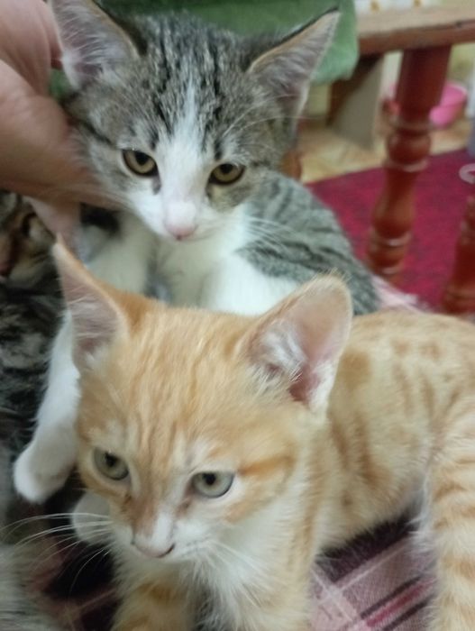 Бесплатно бериледи