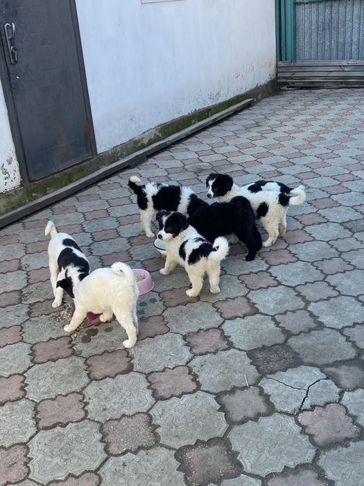 Щенята ищут дом