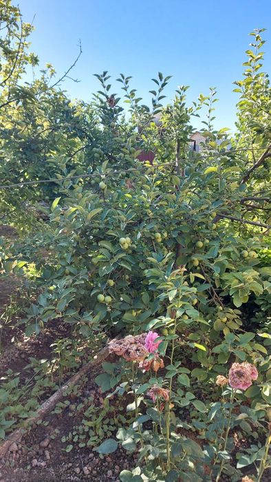 Үй сатылады самал 3 Ұлы дала 32 дом 6 бөлмелі 14.5х12.5  су газ свет