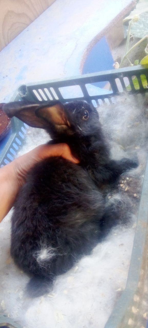 Quyonlar sotiladi