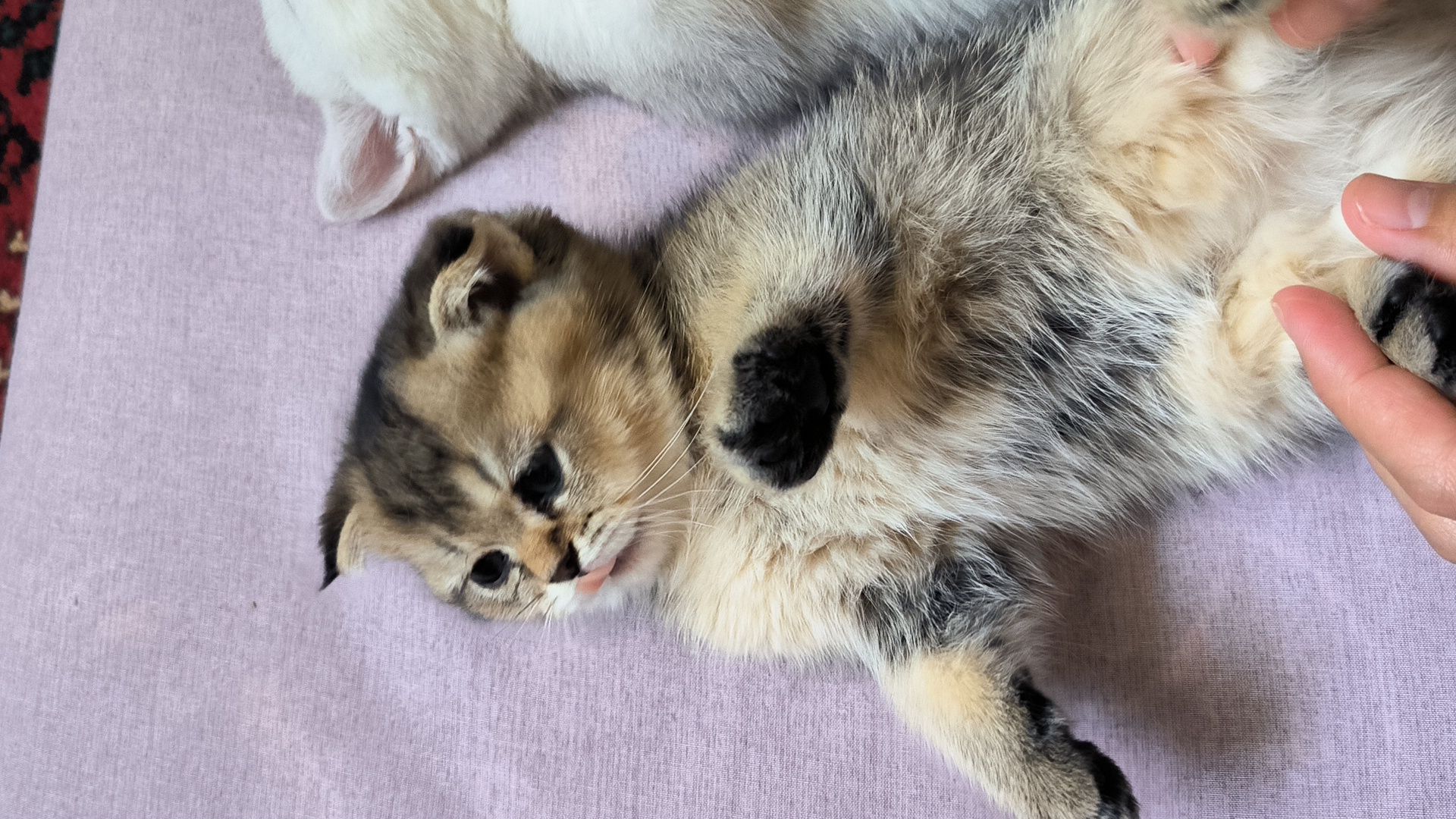 Scottish Straight / Scottish Fold