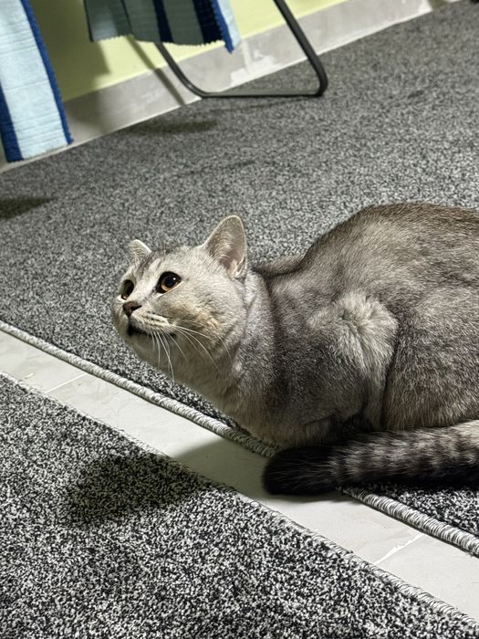 Scottish fold mushuk