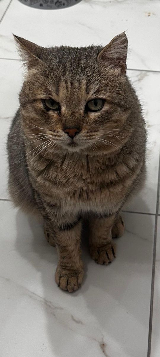 Кот в добрые руки