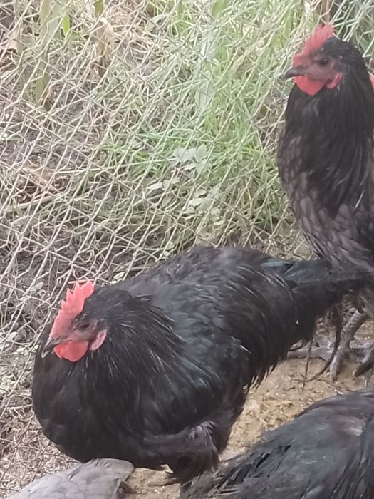 Cocoși australorp !