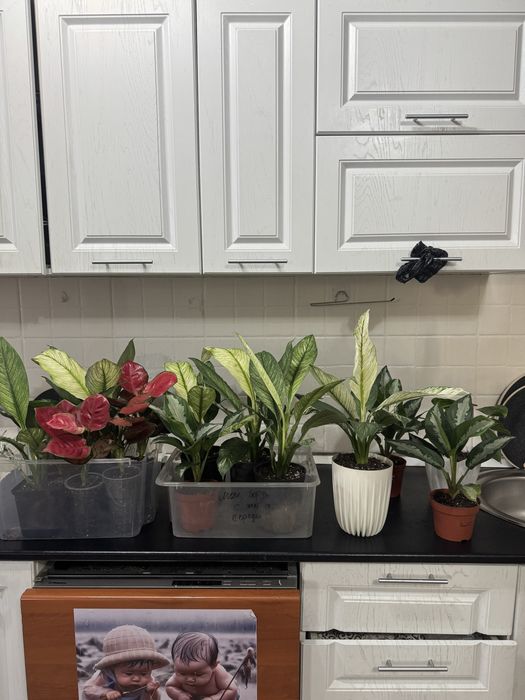 Продам комнатные растения