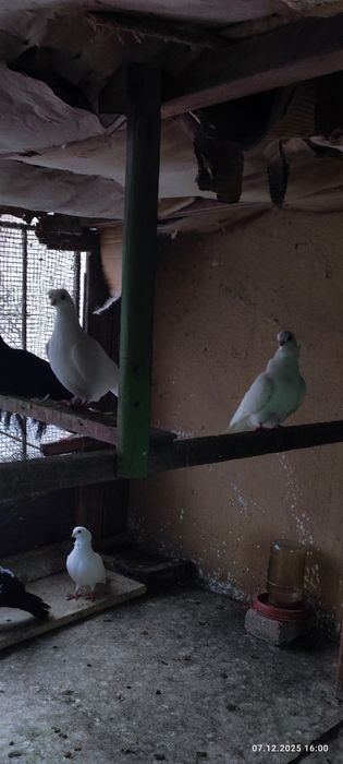 Продаются голуби по 100т