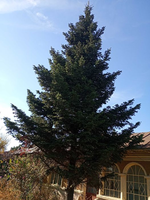 Brad natural de sărbători