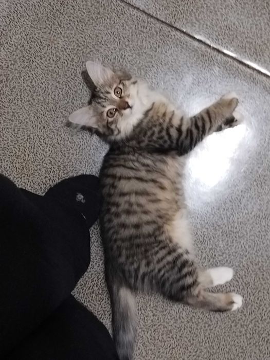 Котенок 3 месяца, девочка. Отдам ответственным людям