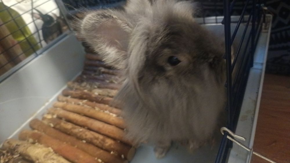 Donez 2 iepuri cap de leu