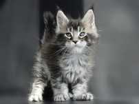 Pisica Maine Coon disponibilă!