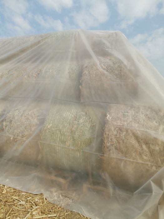 Бали царевична шума