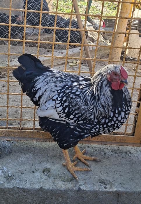 Vând cocos și puicute 2025 Wiandotte  argintiu - Gsg și Australorp