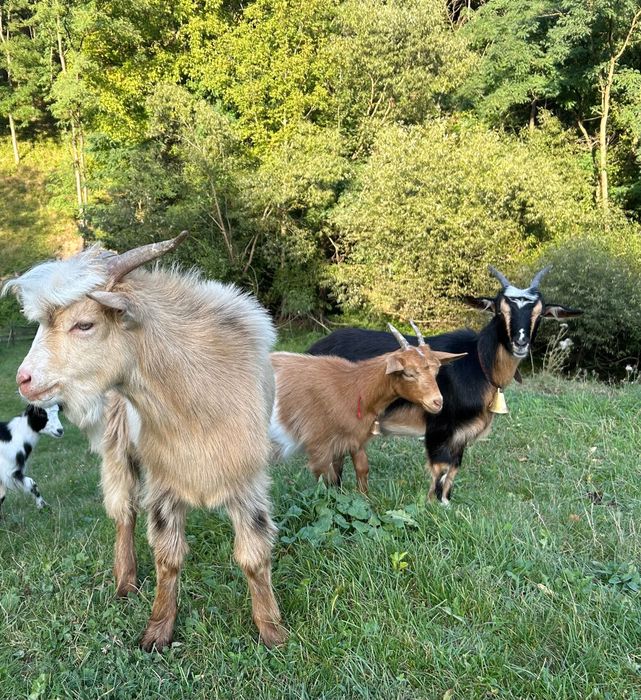 Vând 4 iezi frumoși