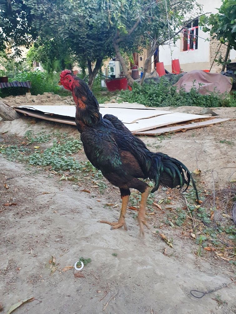 Dakang xo'roz 10 yarim oylik