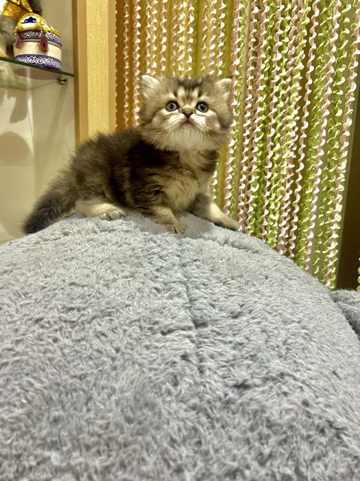 Британская золотая шиншила!