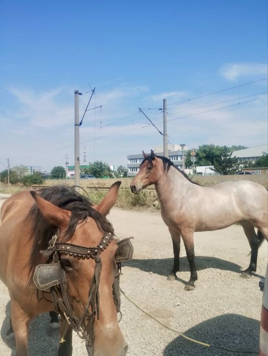 Vând cal semi-greu, femelă pentru călărie sau tracțiune