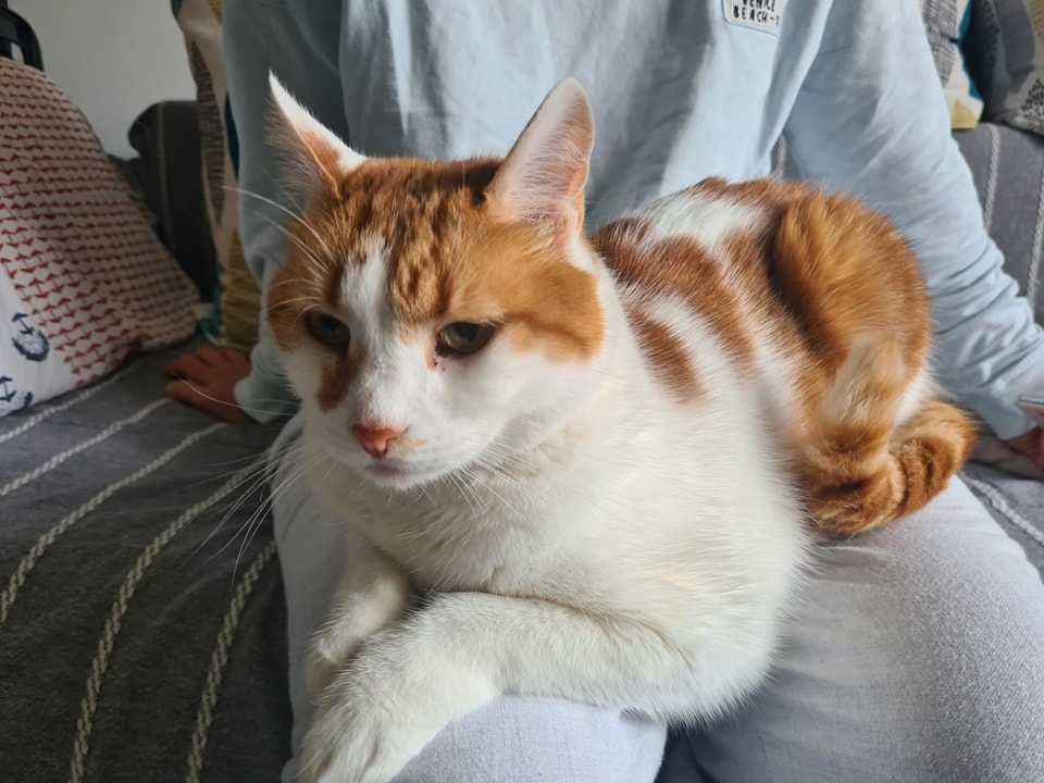 Adoptie motan Bucuresti