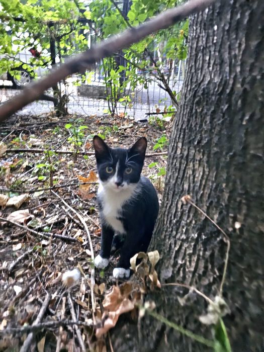 Pisicutza Tuxedo spre adoptie, 4 luni , baietzel
