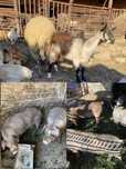 Capra de vanzare + alte animale