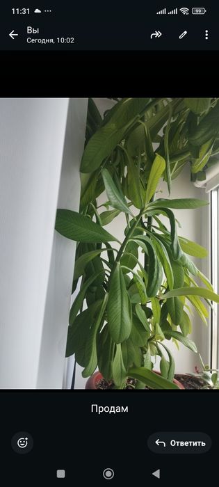 Продам комнатный цветок