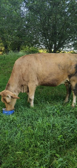 Vând vaca baltata românească