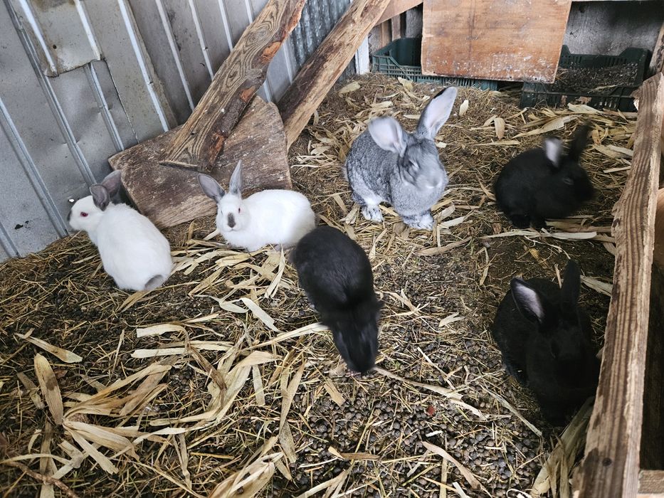 Iepurași de vanzare