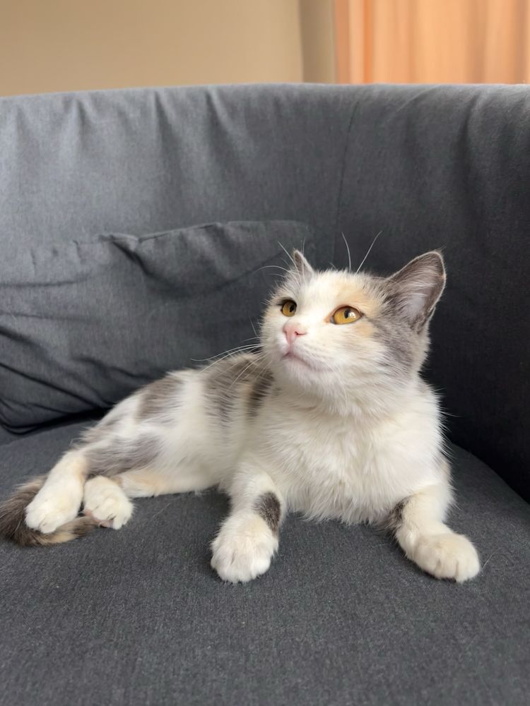 Кошечка 3 месяца