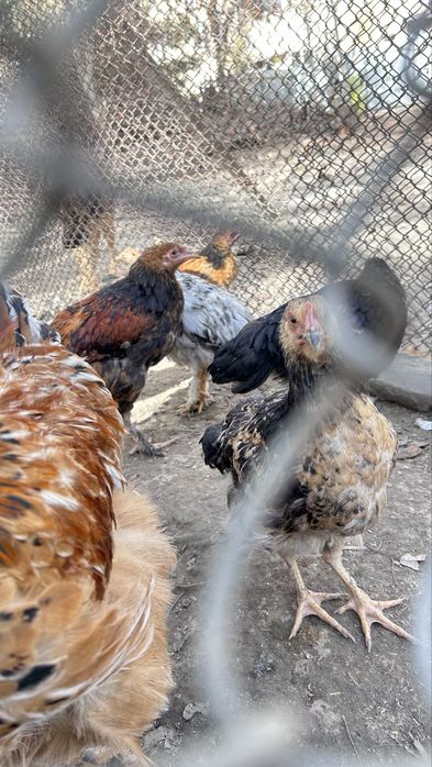 Петухи/xuroz sotiladi otasi Brama onasi mestniy