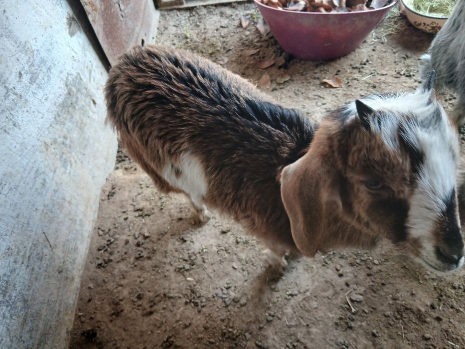 Эчки Улок Серка Эчки боласи Коза Козленок Козочка