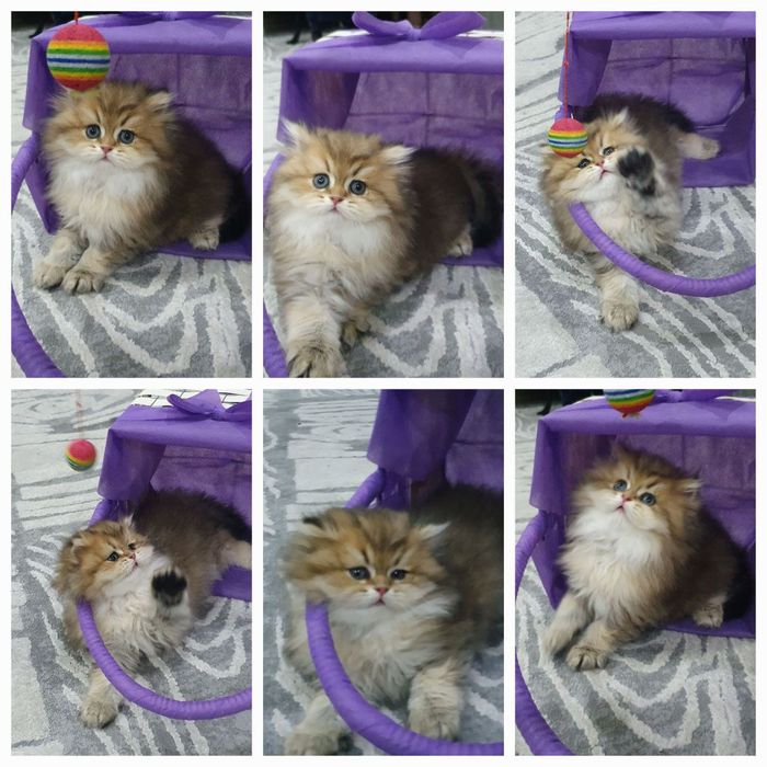 Элитные британские котята